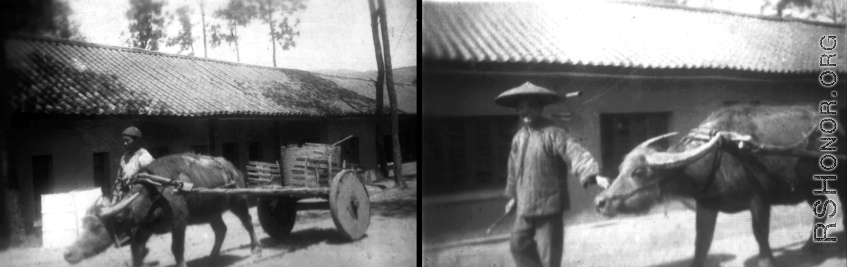 Farmers leading water buffalo through the base area at Yangkai. During WWII