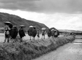 A group of farmers in plant-fiber rain gear walk between rice paddies in southern China, in Yunnan province. During WWII.