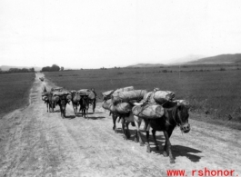 A mule train in Yunnan province, China.