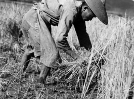 Local people in Yunnan, China: Farmers cut and bundle rice in preparation for threshing. During WWII.