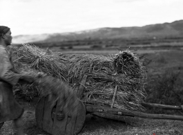Local people in Yunnan, China: Harvesting rice on wooden-wheeled carts during WWII.