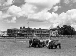 Lower Chowringhee, in Calcutta, India, August 1945.
