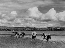 Chinese women working rice paddies near Kunming during WWII, 1945.