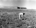 A Chinese farmer collects produce outside a Ming- or Qing-period city wall, in northern China, during WWII.