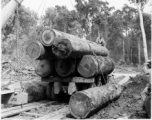797th Engineer Forestry Company mill in Burma, loading logs for milling for bridge building along the Burma Road.  During WWII.