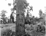 GIs cutting down trees in Burma for lumber mill.  During WWII.  797th Engineer Forestry Company.