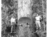 GIs cutting down trees in Burma for lumber mill.  During WWII.  797th Engineer Forestry Company.