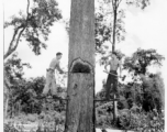 GIs cutting down trees in Burma for lumber mill.  During WWII.  797th Engineer Forestry Company.