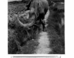 Rural scenes near Kunming.